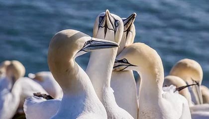 AIYOUXI-大连英博客场表现稳健，积分稳步攀升，大连英新科技有限公司