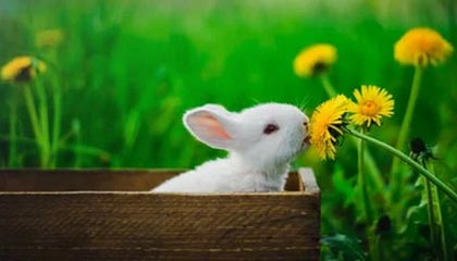 AIYOUXI-大连英博客场表现稳健，积分稳步攀升，大连英新科技有限公司